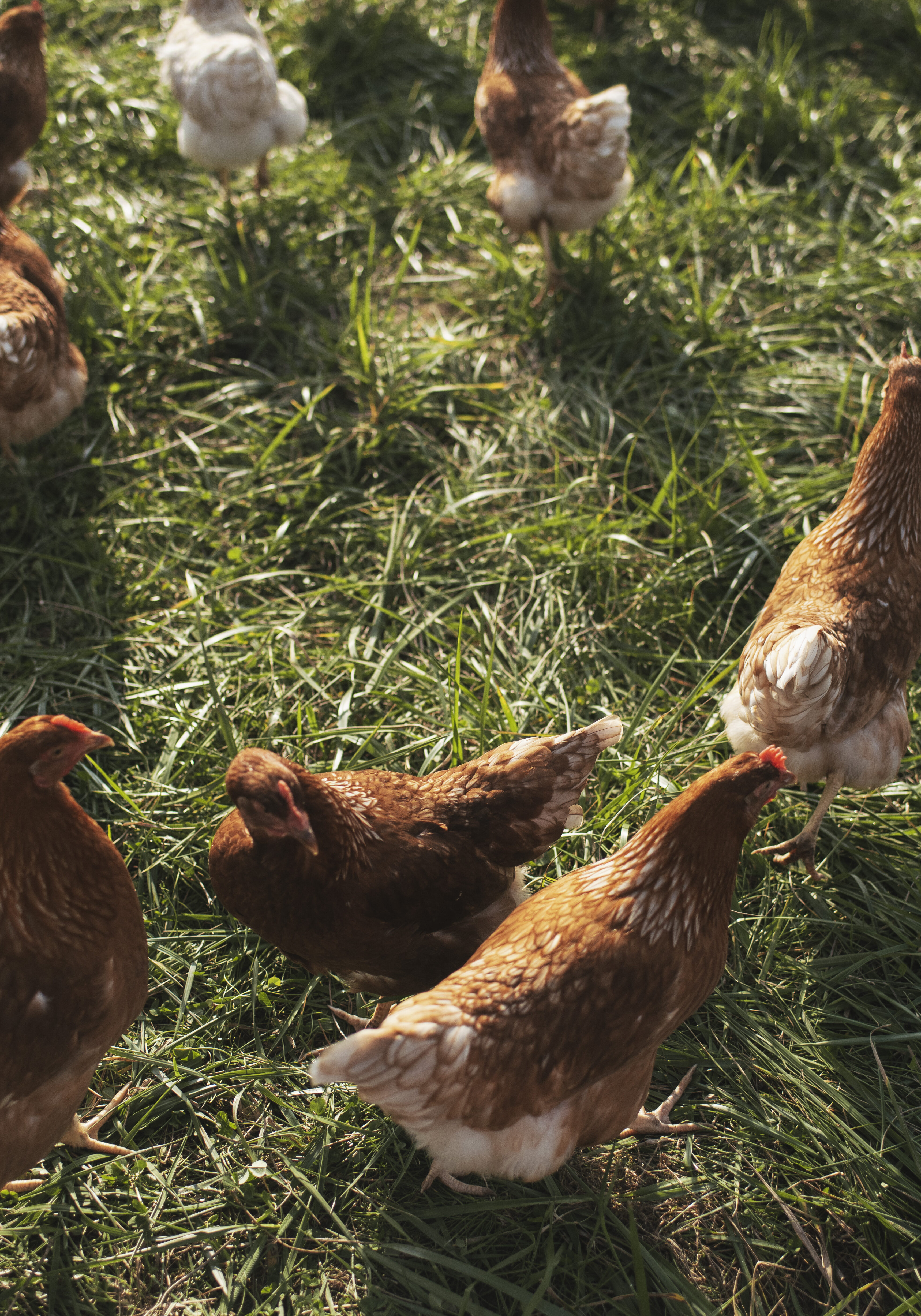 Madland_Foto_Besøg på Søtofte_Liv Kastrup_2020_C6231