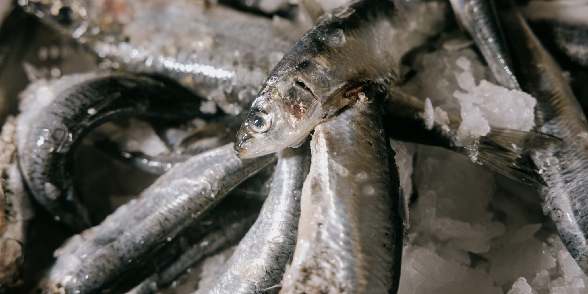 P. Clausens Fiskehandel, Aarhus Lokalguide, Foto Liv M. Kastrup 179